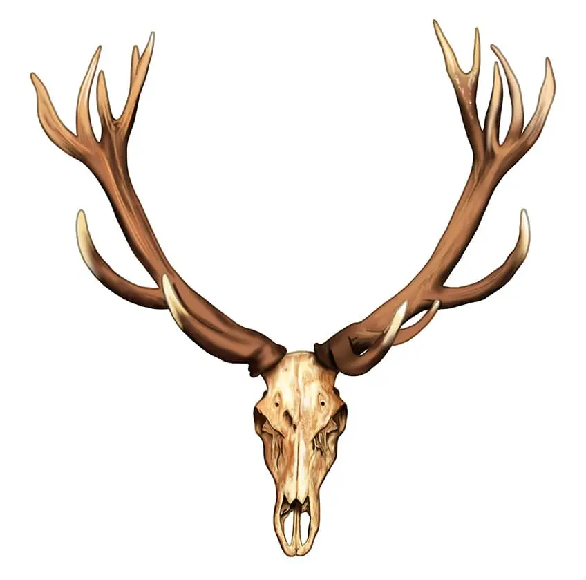 Dessin de crâne de cerf 10