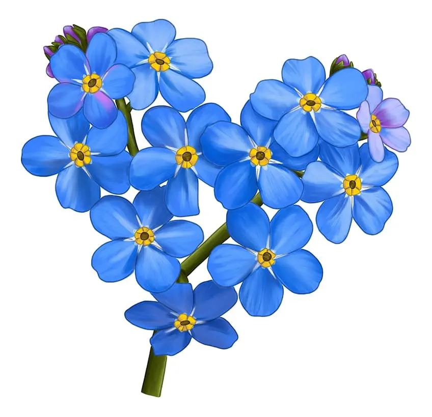 Ne m'oublie pas fleur Dessin 14