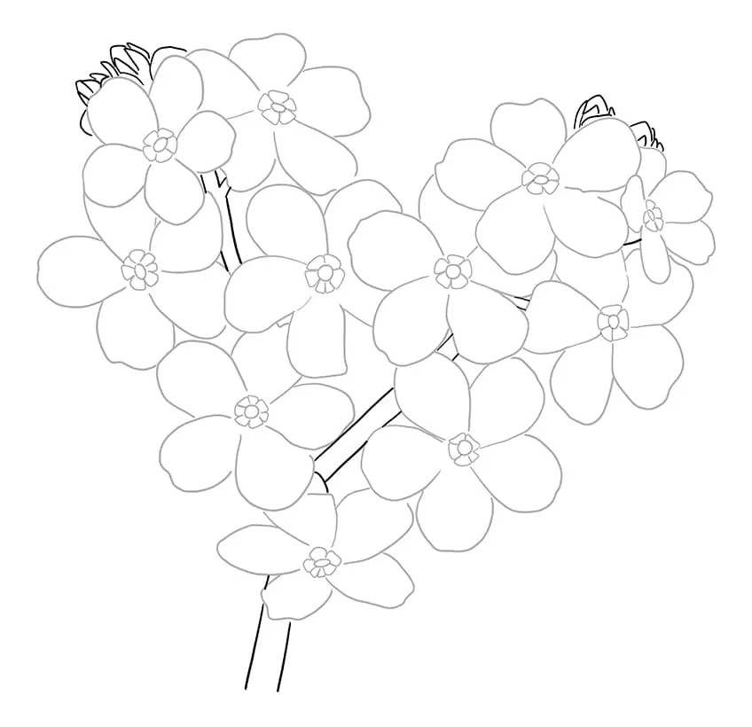 Ne m'oublie pas fleur Dessin 4