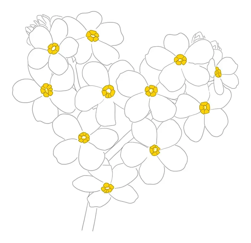 ne m'oublie pas fleur Dessin 5