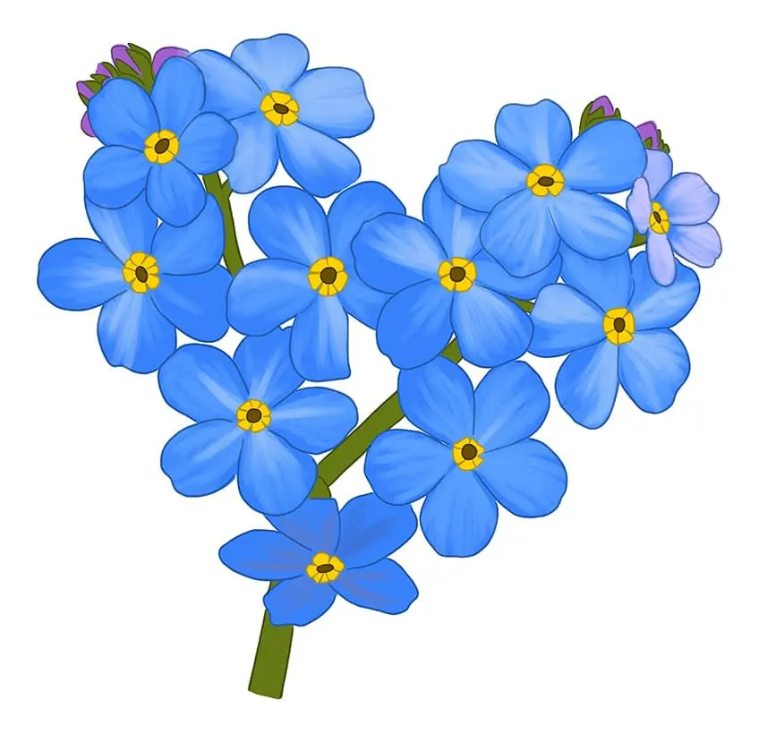 Ne m'oublie pas fleur Dessin 9