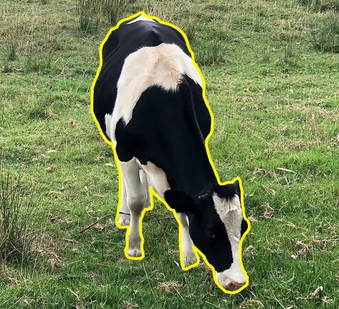 Vache (forme organique)