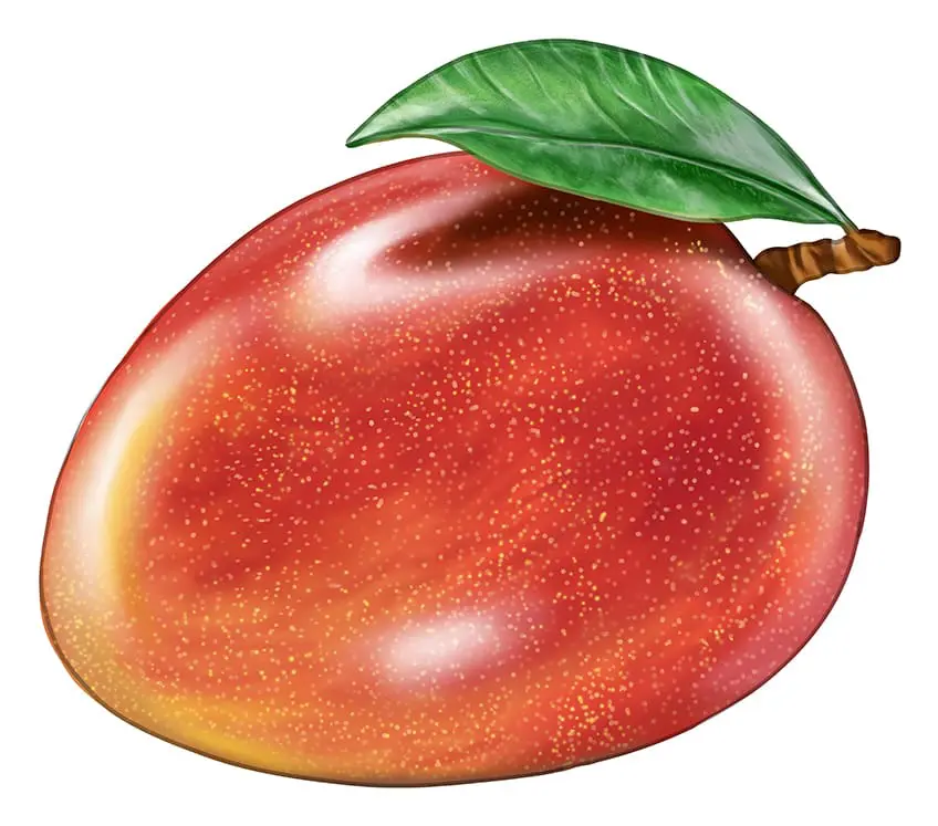 Mangue Dessin 16