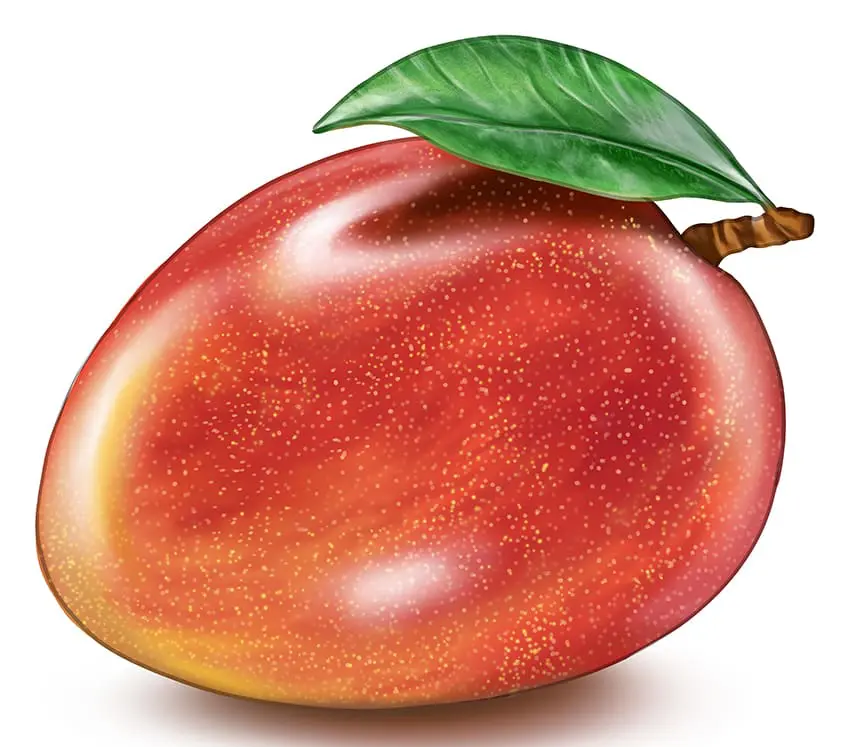 Mangue Dessin 17