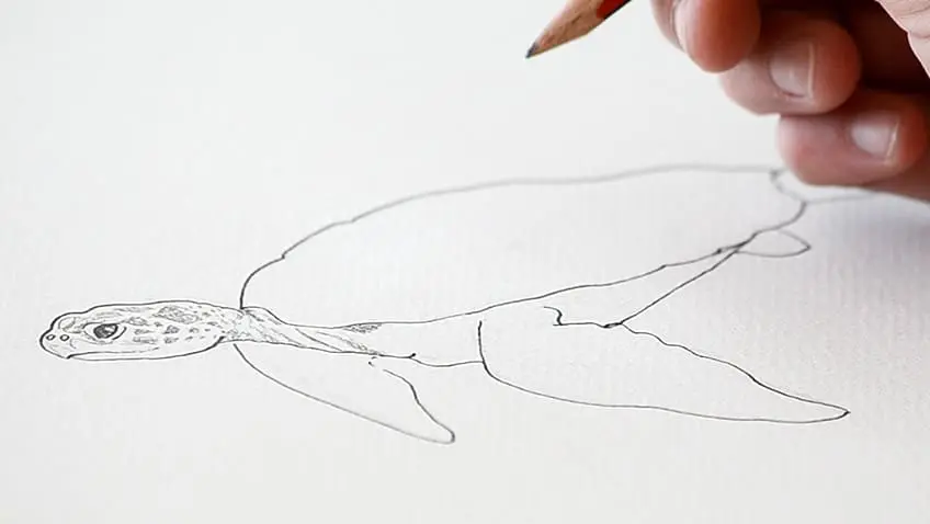 Tortue de mer Dessin 11