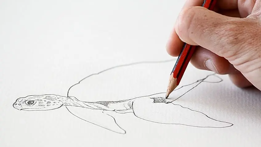 Tortue de mer Dessin 12