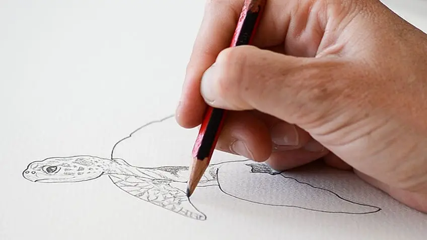 Tortue de mer Dessin 13