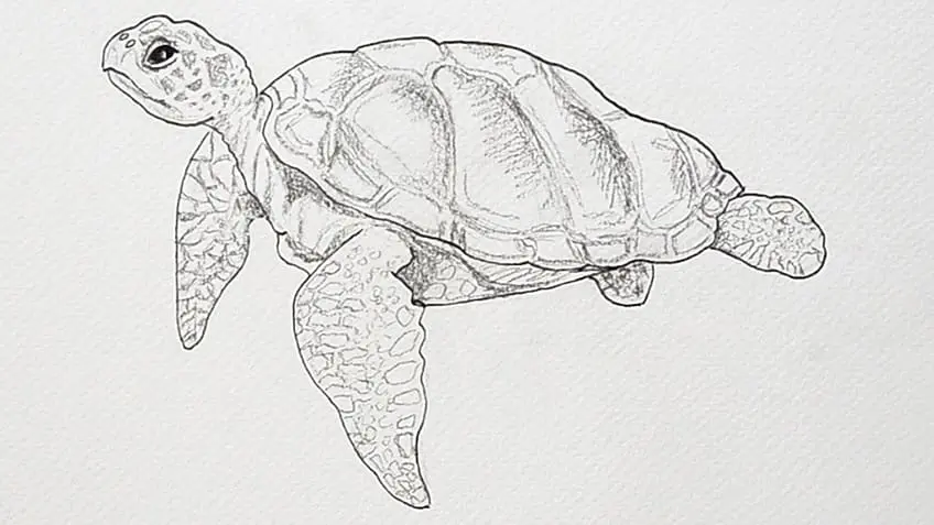 Tortue de mer Dessin 15