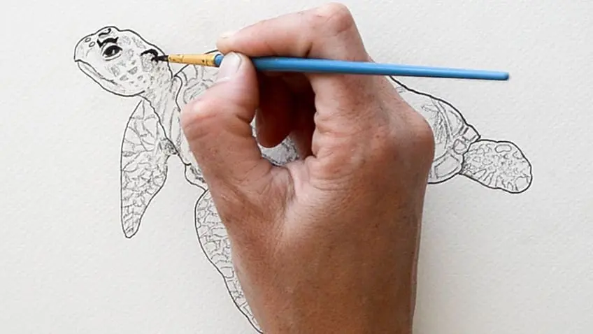 Tortue de mer Dessin 16