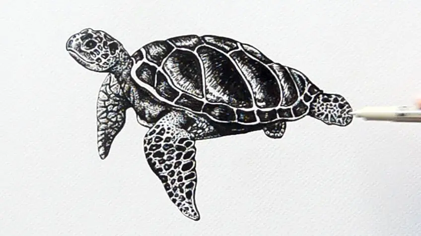 Tortue de mer Dessin 17