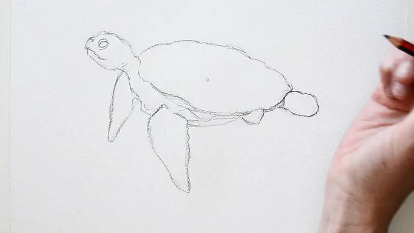 tortue de mer dessin 7