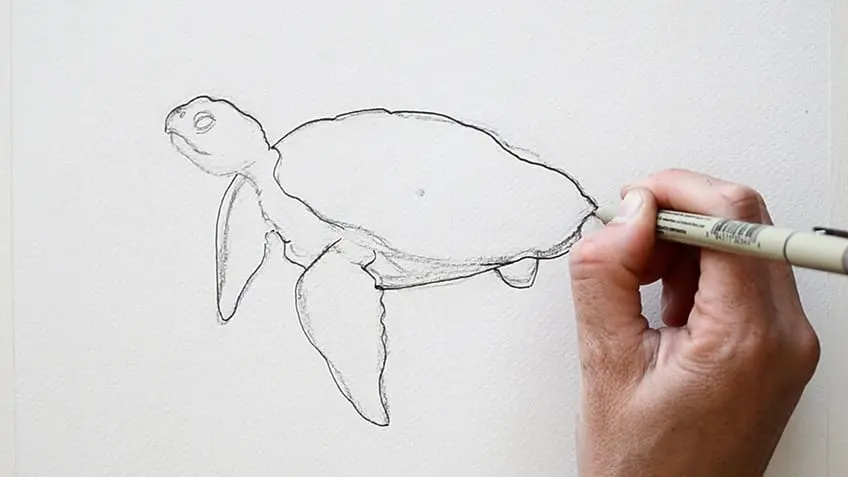 Tortue de mer Dessin 8