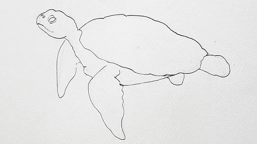 Tortue de mer Dessin 9