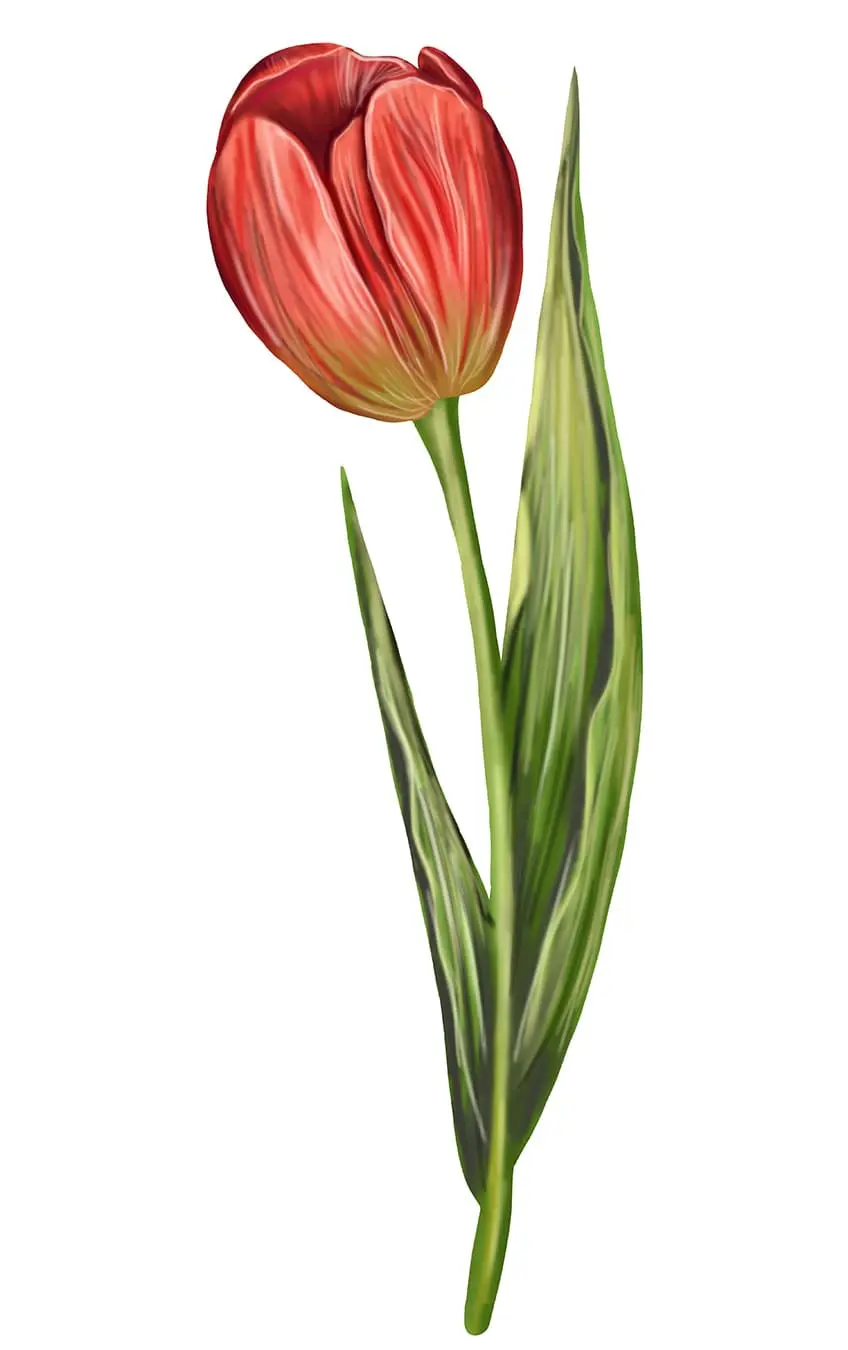 illustration de tulipe