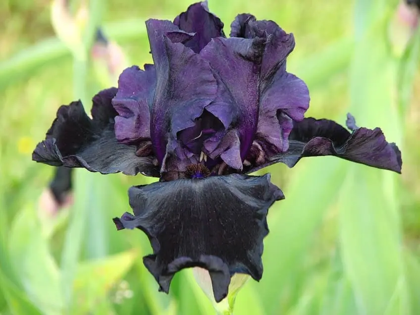 Fleur d'iris noir