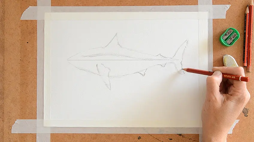 Croquis de requin étape 3