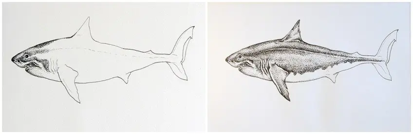 Esquisse de requin Étape 7