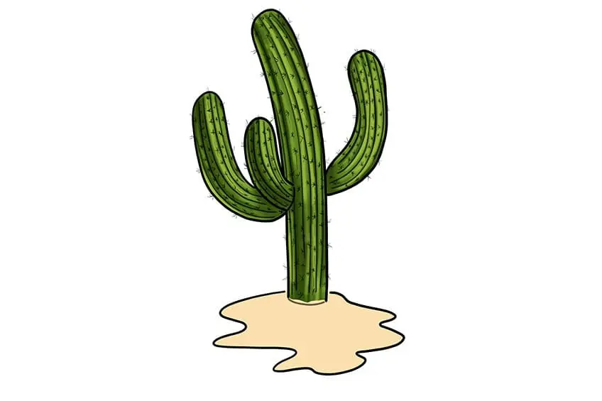 dessin de cactus 12