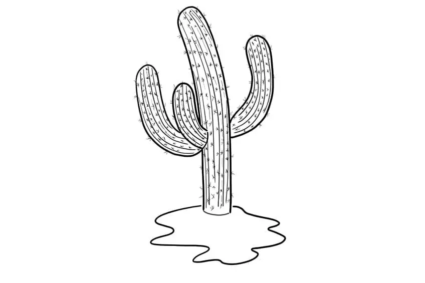 croquis de cactus 07