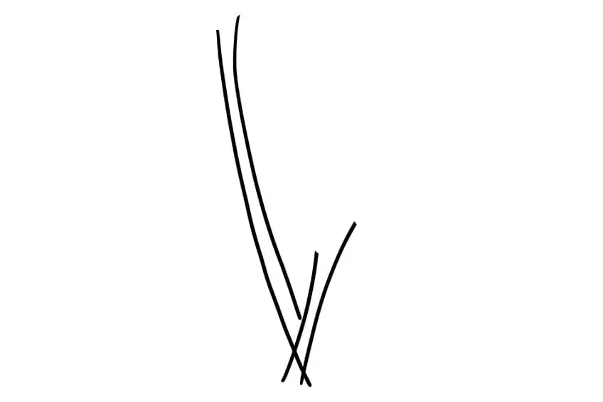 calla lily dessin 01