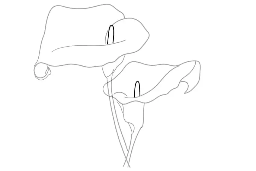calla lily dessin 04
