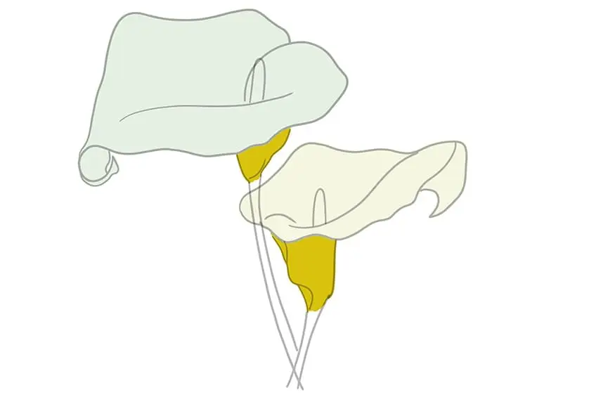 calla lily dessin 06