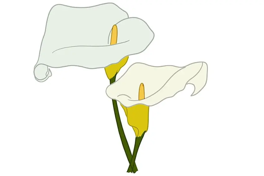 calla lily dessin 08