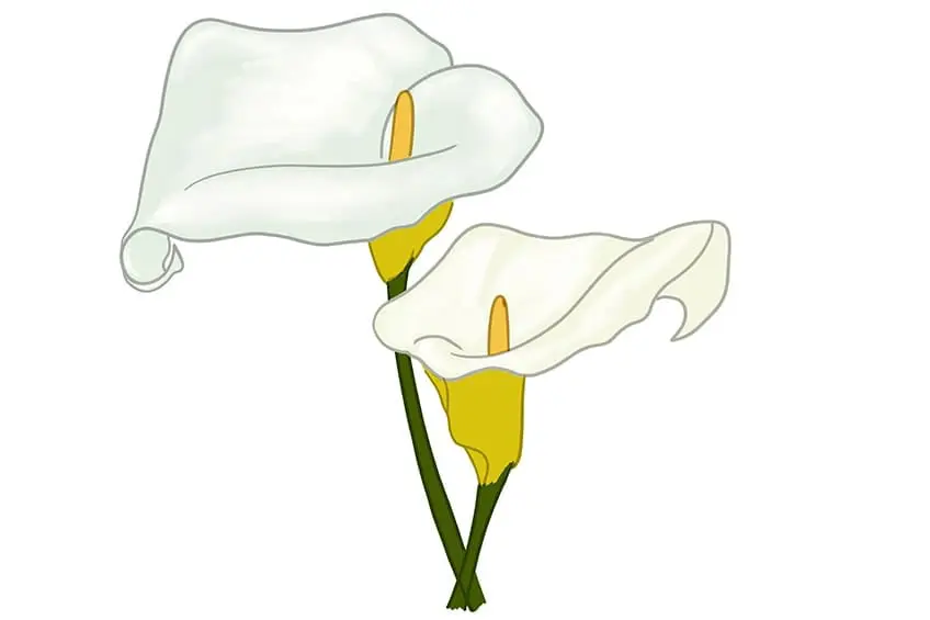 calla lily dessin 09