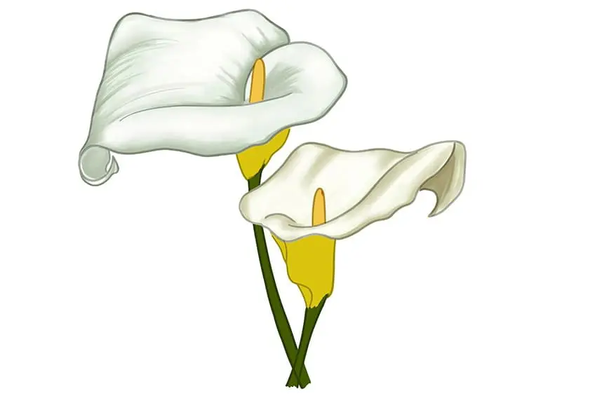 calla lily dessin 10