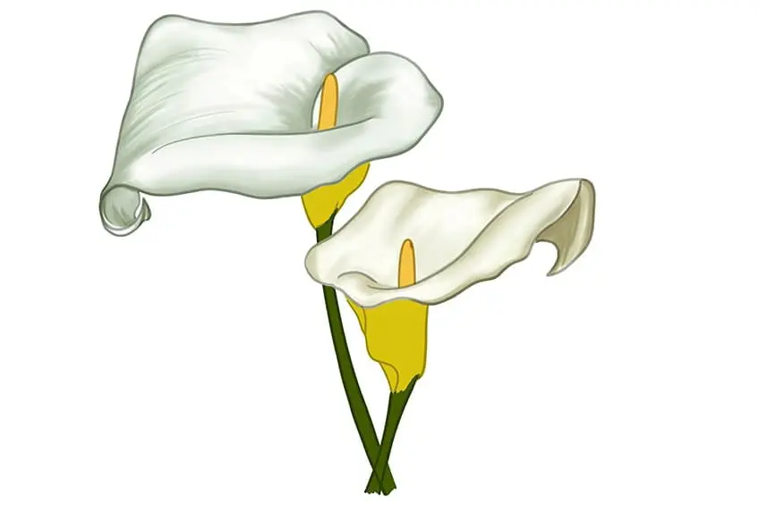 calla lily dessin 11