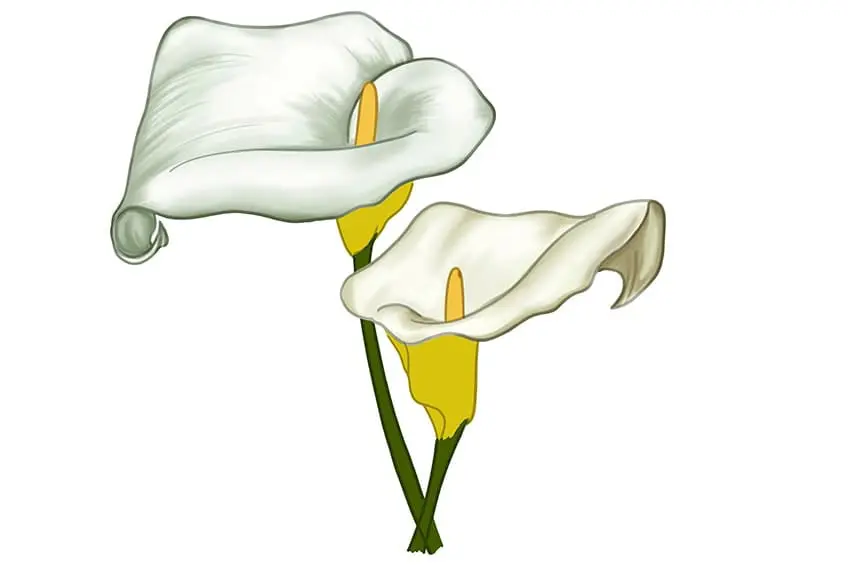 calla lily dessin 12