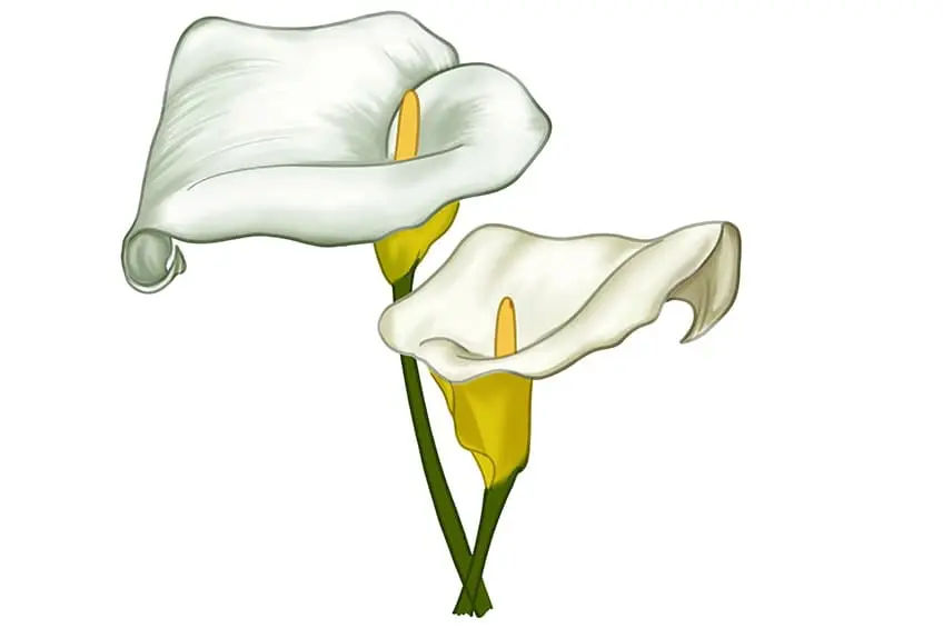calla lily dessin 13