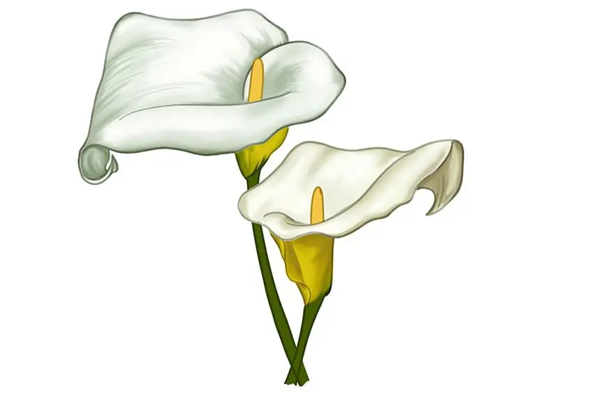 calla lily dessin 14