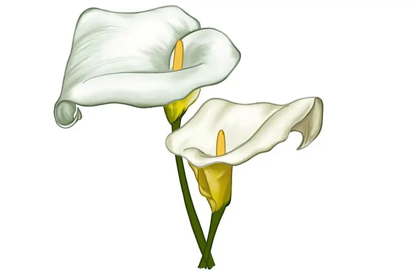calla lily dessin 15
