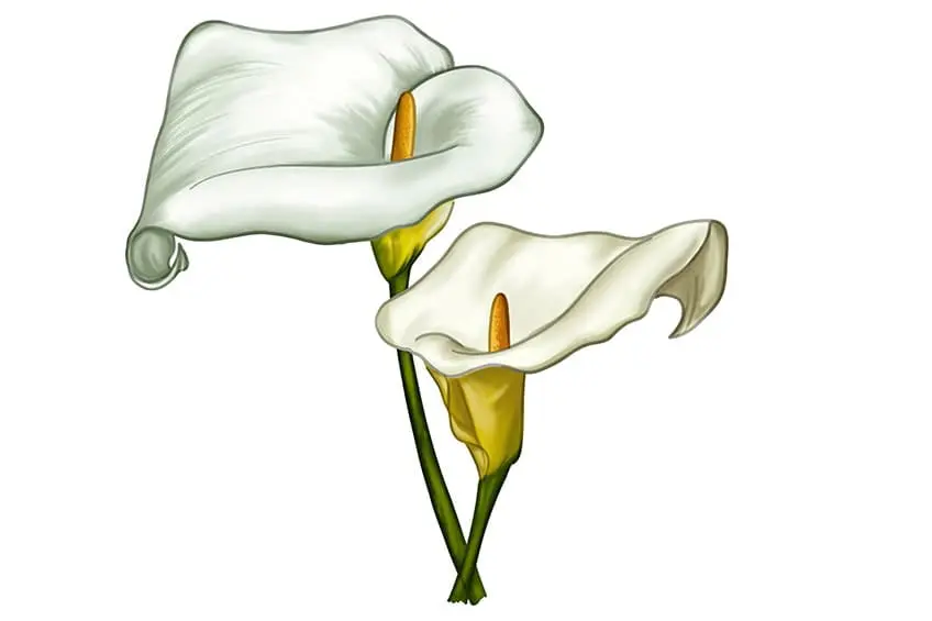 croquis de lys calla