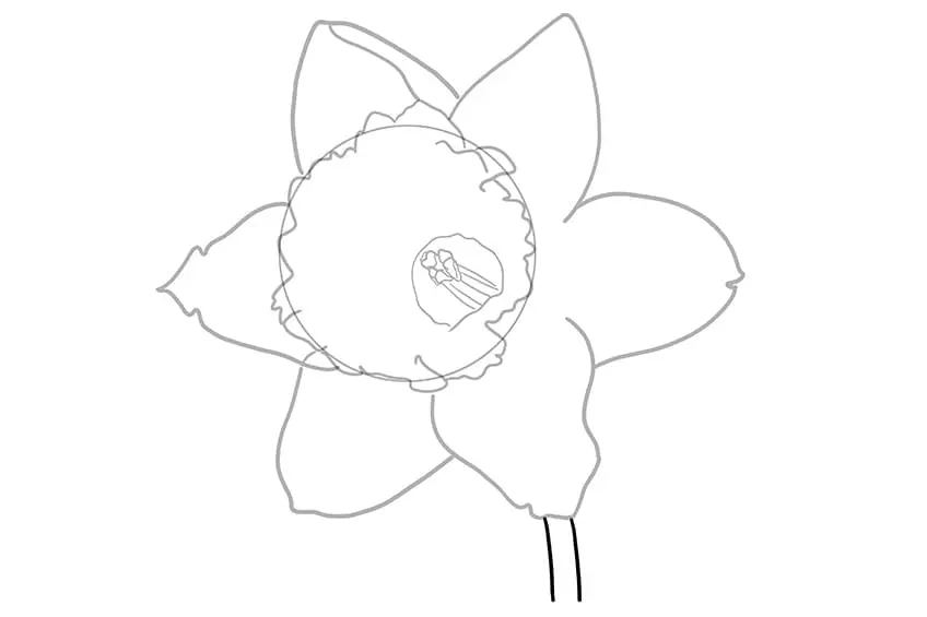 dessin de fleur de jonquille 0