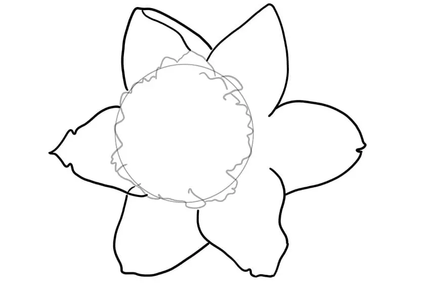 fleur de jonquille dessin 03