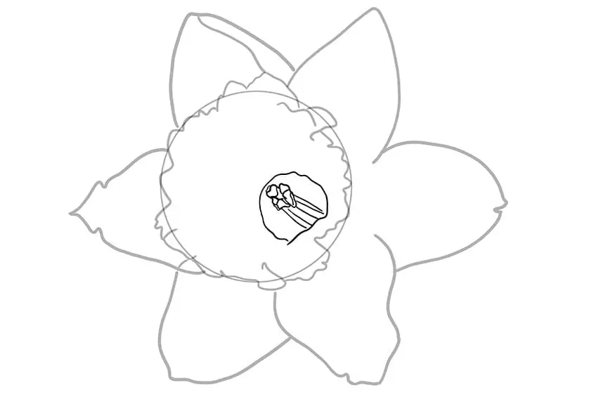 fleur de jonquille dessin 04