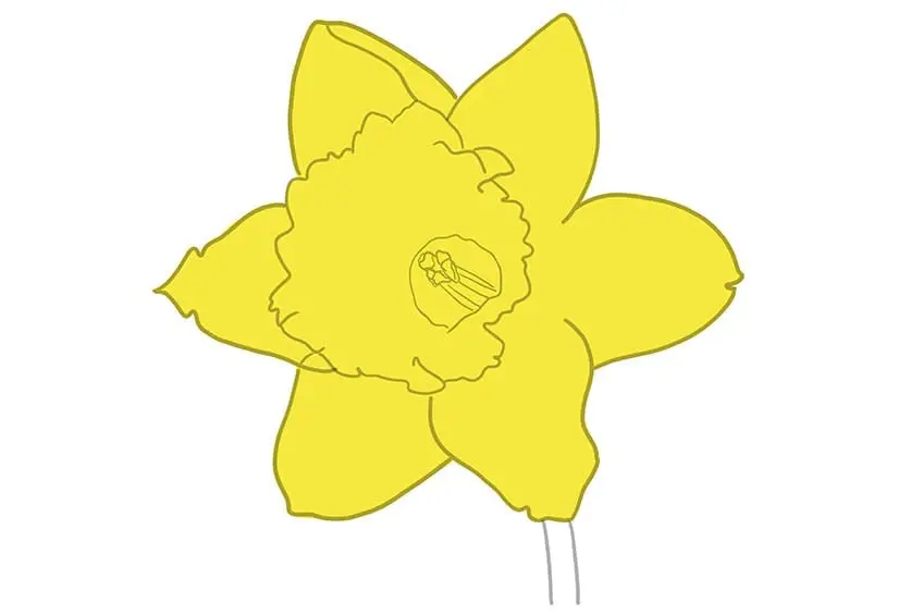 fleur de jonquille dessin 06