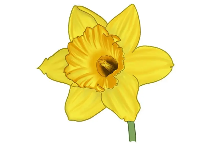 fleur de jonquille dessin 10