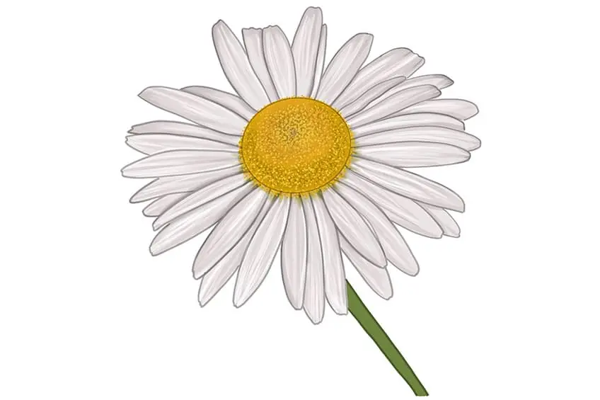 croquis de marguerite