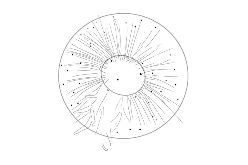 dessin de pissenlit 04
