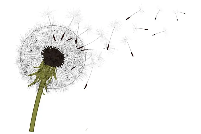 dessin de pissenlit 09