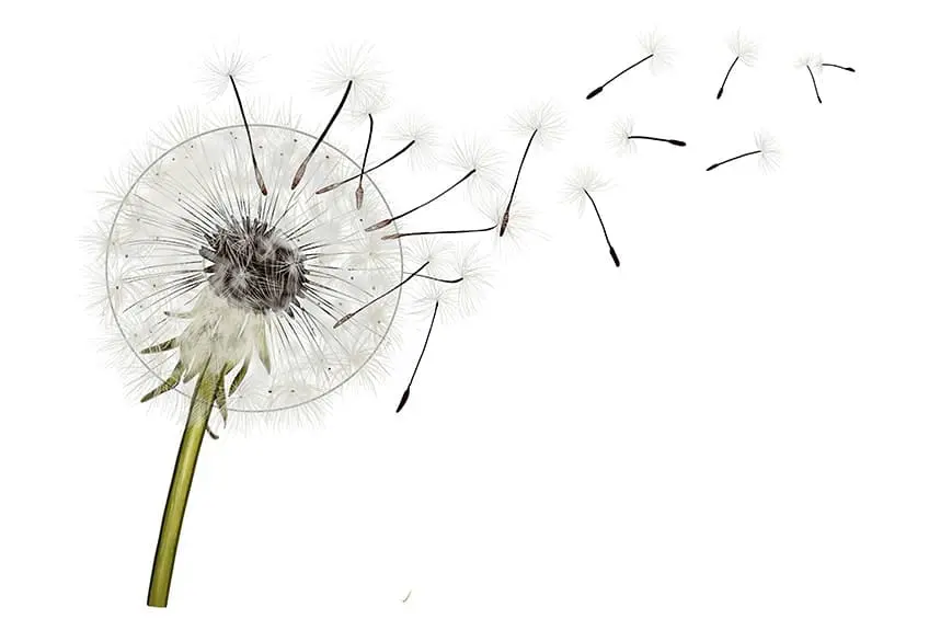 croquis de pissenlit