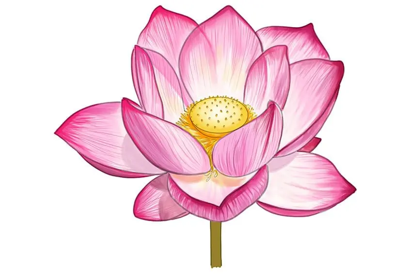 dessiner un lotus