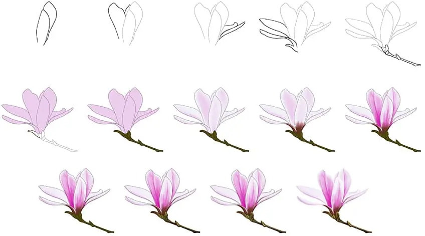 dessin fleur de magnolia