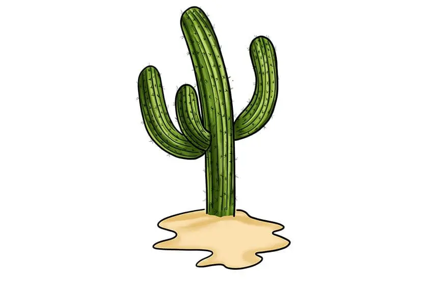 dessin de cactus facile