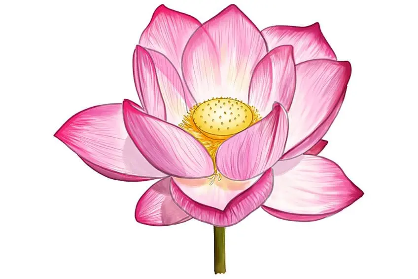 dessin de lotus facile