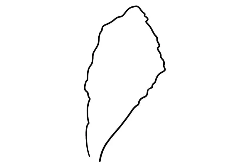 fleur d'hibiscus dessin 01