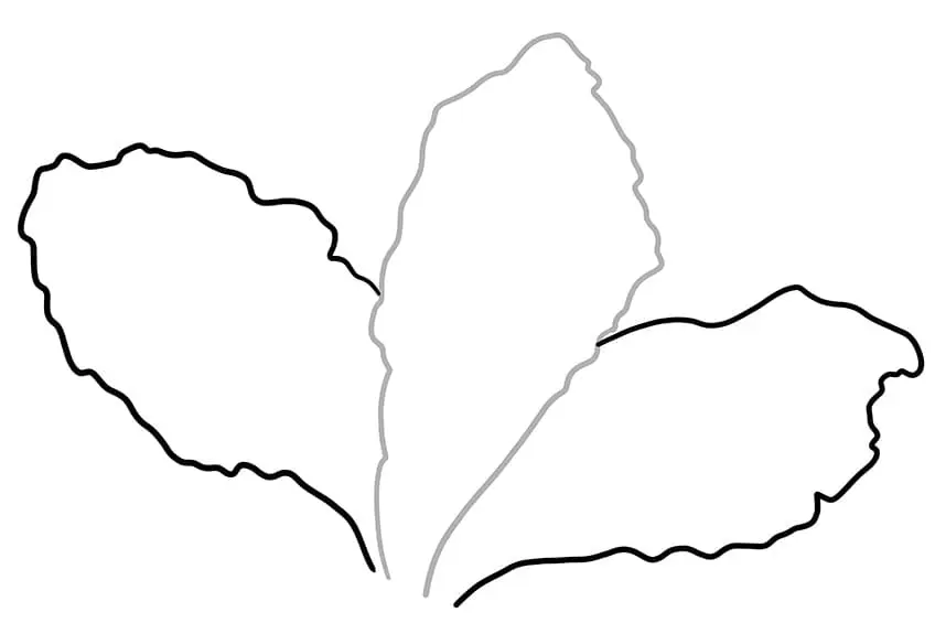 fleur d'hibiscus dessin 02